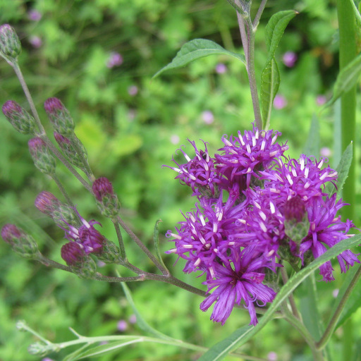 Vernonia crinita